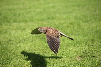 Common Kestrel (Falco tinnunculus), female, Germany, side, Europe