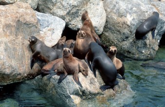 California sea lion (Zalophus californianus)