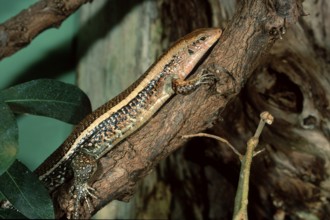 Madagascar Plated Lizard (Zonosaurus laticaudatus)