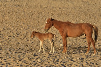 Desert Horses, Namib desert horses or Namibs (Equus ferus), mother and foal, Garub near Aus, Karas
