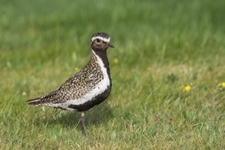 European golden plover (Pluvialis apricaria) sits in meadow, Northern Norway, Norway, Europe