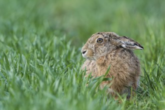 European hare (Lepus europaeus) is located in Feld, Upper Austria, Austria, Europe