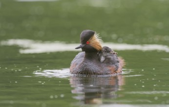 Black-necked Grebe (Podiceps nigricollis) with young bird in plumage on the back, swims in the