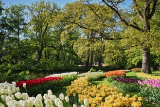 Blooming pink tulips flowerbeds in Keukenhof flower garden, also known as the Garden of Europe, one