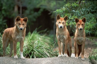 Dingos (Canis familiaris Dingo)
