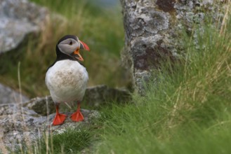 Atlantic Puffin or Common Puffin (Fratercula arctica), Runde, Møre og Romsdal, Norway, Europe