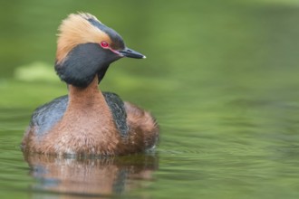 Horned Grebe (Podiceps auritus) swims in water, Västergotland, Sweden, Europe