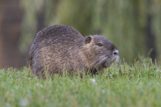 Nutria (Myocastor coypus) sits in a meadow, Lower Austria, Austria, Europe