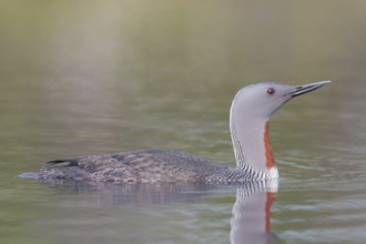 Red-throated diver (Gavia stellata) swims in the water, Dalarna, Sweden, Europe