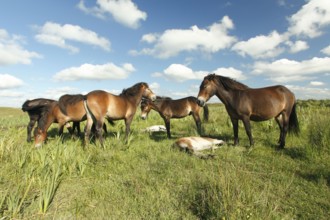 Exmoor ponies, mares with foals