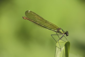 Female banded demoiselle (Calopteryx splendens), Liebenwalde, Brandenburg, Germany, Europe