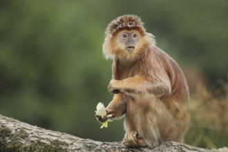 Javan lutung (Trachypithecus auratus), portrait, adult, feeding, food, sitting, gazing, amazement,