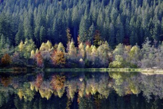 Trees reflected in the Sankenbachsee, Karsee, autumn, near Baiersbronn, Freudenstadt district,