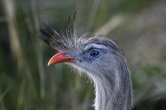 Red-legged seriema (Cariama cristata) at the breeding station of the Conservation Land Trust at the