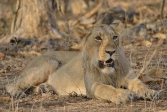 Asiatic Lion (Panthera leo persica), young male, Gir Forest National Park, Gir Sanctuary, Gujarat,
