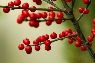 Holly (Ilex aquifolium), berries, holly shell