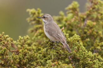 Bluethroat (Luscinia svecica svecica), female, Dovrefjell, Norway, Europe