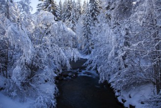 Winter landscape in the snow, snowy landscape, snow-covered trees along the Stillach, Oberstdorf,