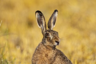 European hare (Lepus europaeus) Germany