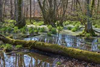 A quiet alluvial forest with reflecting water and green moss on fallen trees, spring, nature