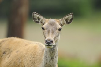 A roe deer attentively observes its surroundings in a green summer meadow, red deer (Cervus