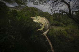 Chameleons (Two-banded chameleon) in the rainforests of Ranomafana National Park