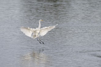 Great White Egret (Ardea alba) landing with wings spread in shallow water, North Rhine-Westphalia,