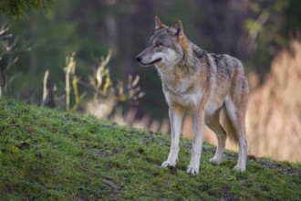 An adult male eurasian gray wolf (Canis lupus lupus) stands on a green meadow on hilly terrain