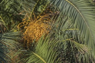 Fruits of a palm tree, Apulia, Italy, Europe