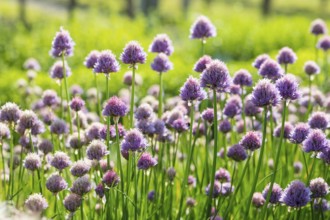 Chives (Allium schoenoprasum) in flower, Germany, Europe