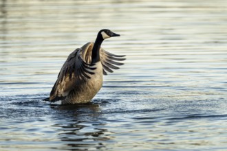 Canada goose (Branta canadensis), Vulkaneifel, Rhineland-Palatinate, Germany, Europe