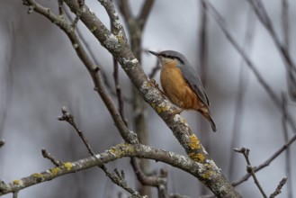 A nuthatch (Sitta europaea) sits quietly on a branch in the wintry countryside, Ternitz, Lower