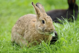 A brown rabbit sits on a green meadow and chews a leaf, domestic rabbit (Oryctolagus cuniculus