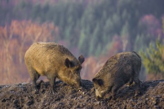 Two wild boars or wild pigs (Sus scrofa) stand on a frozen mound of earth in the early morning,