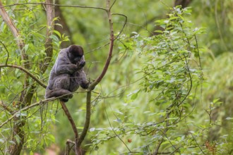 A common woolly monkey, brown woolly monkey, or Humboldt's woolly monkey (Lagothrix lagothricha)