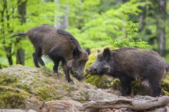 Wild boar (Sus scrofa) forages for food on the forest floor