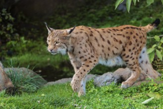 A Eurasian lynx (Lynx lynx) runs across a green meadow