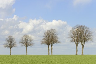Row of trees, bare lime trees (Tilia) on a green grain field, blue cloudy sky, North