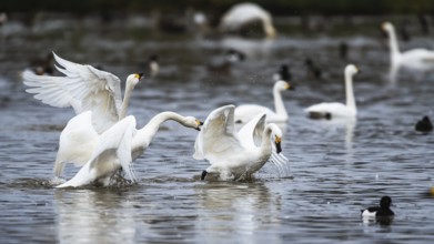 Tundra Swan, Bewick's Swan, Cygnus columbianus at winter in Slimbridge, England, United Kingdom,