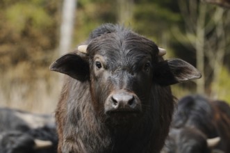 Black buffalo with small horns in a group in the open, water buffalo (Bubalus arnee), Bavaria