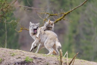 Two grey wolves (Canis lupus lupus) playing on a hill and showing social behaviour