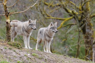 Two grey wolves (Canis lupus lupus) stand on a hill and watch something