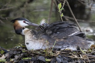 Great Crested Grebe (Podiceps Scalloped ribbonfish) with juveniles, Emsland, Lower Saxony, Germany,