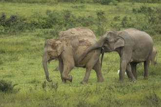 Indian elephants (Elephas maximus indicus) and gaur (Bos gaurus), Khiri Khan, Hua Hin, Kui Buri