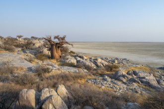 African baobab or baobab tree (Adansonia digitata), between round rocks, at sunrise, Kubu Island
