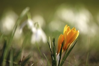 Crocus blossom with beautiful bokeh, early March, Germany, Europe