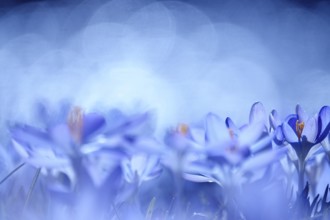 Crocus blossom with beautiful bokeh, early March, Germany, Europe