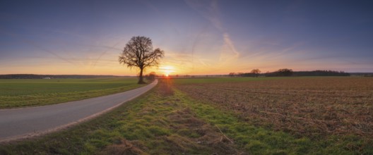 View along a road to a solitary tree in an agricultural environment with blue sky streaked with