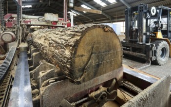 Solingen, North Rhine-Westphalia, Germany - Oak logs on the bandsaw in the sawmill, construction