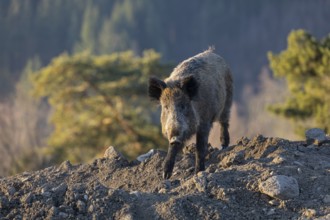 One wild boar or wild pig (Sus scrofa) walking over a hilly opening